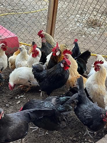 японский хин: Продаю | Куры, Петух — 2