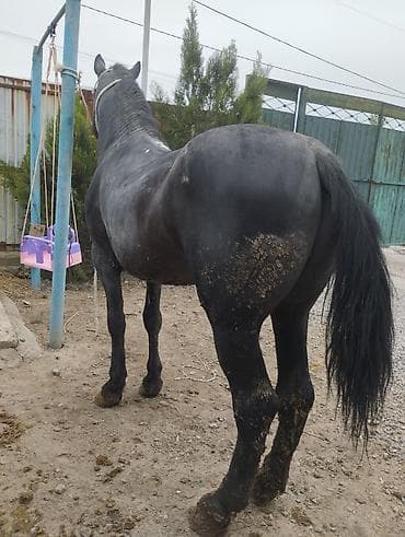 маленький лошадь: Продаю | Жеребец | На забой — 4