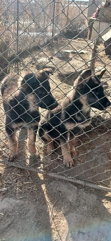 Грызуны: Продаю щенков немецкой овчарки 26 октября (26.10.2025г.)Вакыну — 10