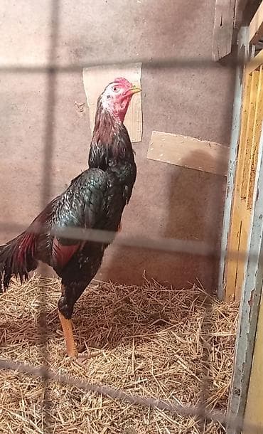 фазан бишкек: Сатам | Короздор | Тебиштирүүчү | Көбөйтүү үчүн — 2