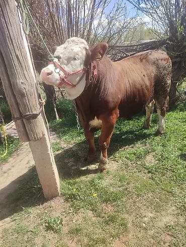 Продаю | Бык (самец) | Монбельярд | Для разведения | Племенные