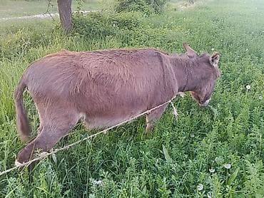 кара балта кошки: Продам ишак обмен или на ишак — 3