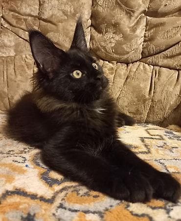 белый кошка: 🐾🐈Очеровательные котята мейн-кун готовы к переезду! Родились — 3