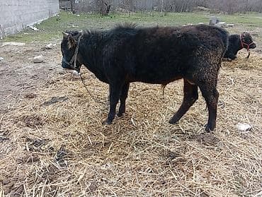 рабочий лошадь: Продаю | Бык (самец) | На откорм | Привязанные — 4