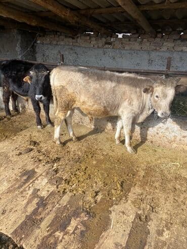 хочу купить щенка немецкой овчарки: Продаю | Бык (самец) | На откорм | Привязанные — 1