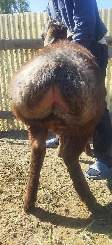 ярок: Продаю | Ягненок | Арашан | Для разведения | Племенные — 2