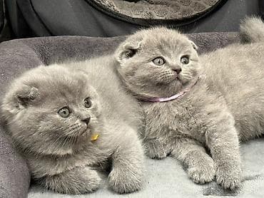 Шотландские котята! Продажа! Очаровательные мальчики и девочки с