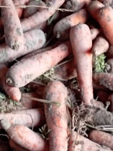 клубника кочоттору: Морковь В розницу, Платная доставка — 1