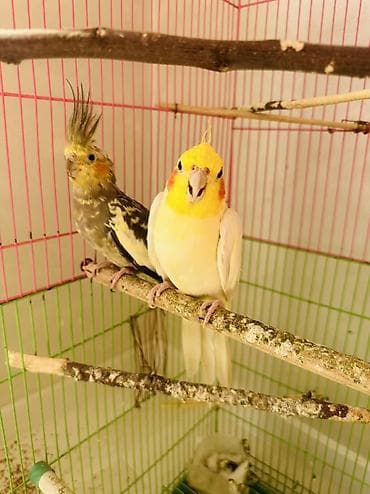 сколько стоят говорящие попугаи: Продаю попугаев пара желтый самец зеленная самка пара уже выводили — 2