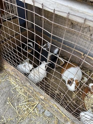 марские свинки: Продаю морских свинок разных возрастов и окрасов Находится в — 1