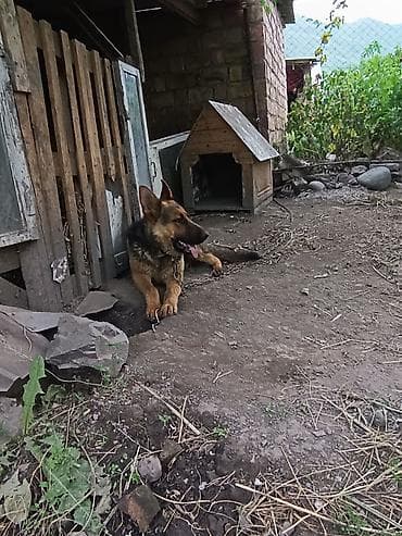 Немецкая овчарка с будкой - Порода: немецкая овчарка (окрас lalafo.kg да Немецкая овчарка с будкой - Порода: немецкая овчарка (окрас