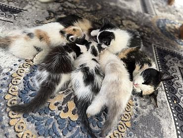 Кошки: Кошка даром: Беспородная, 2 месяца, Девочка — 8