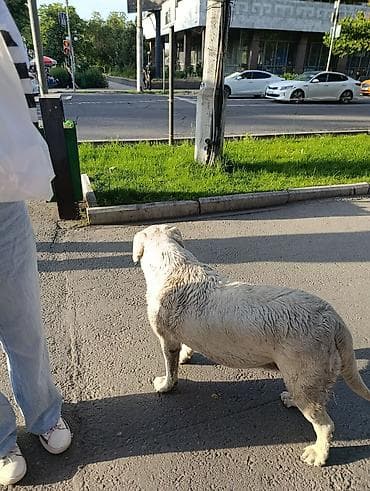 скотч терьер: Хозяйн найдись! на пересечении киевская-абдурахманова ходит абсолютно — 3