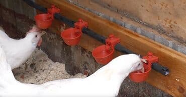 сельскохозяйственные животные продажа: Кормушки и Поилки Оптом и в Розницу для Кур и других Птиц . В нашем — 3