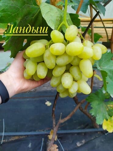 чай оптом бишкек: Көчөттөр : Өзү алып кетүү — 1