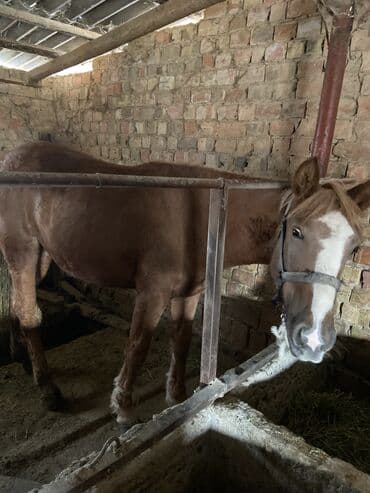 необычные животные: Продаю | Кобыла (самка) — 1