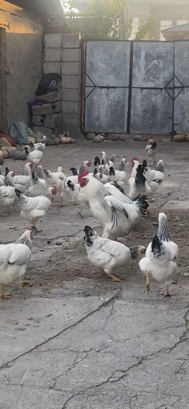 животное: Куры яйца Адлер серебристый на инкубацию яйцо принимаю на заказ выход — 7