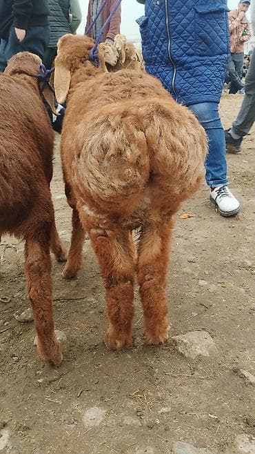 осеменитель: Продаю | Ягненок | Арашан | Для разведения | Осеменитель — 4