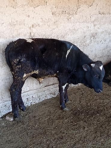 зарезать барана: Продаю | Бык (самец) | На откорм — 7