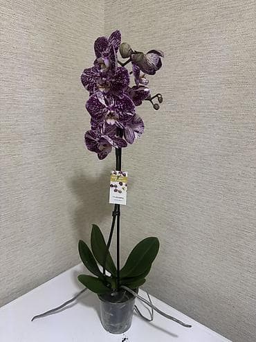 замиокулькас цена: Орхидеи сортовые в наличии.Биг липы,каменная роза,ароматная орхидея — 9