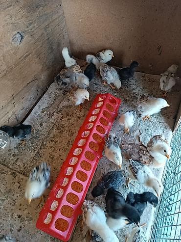 куплю туки: Продаю | Цыплята | Для разведения — 2