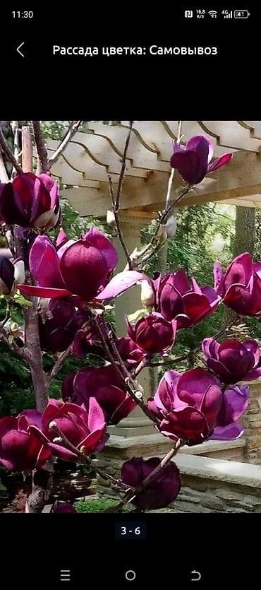 цветы азалия: САЖЕНЦЫ САМШИТЫ саженцы кустарников саженцы магнолии саженцы олеандра — 3