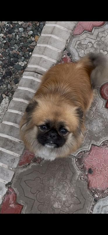 Кемирүүчүлөр: Пекинес, 1 жаш, Эркек — 1