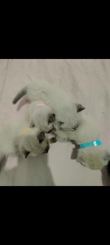 кошка отдам даром: Кошка даром: Сиамская, Мальчик, Проглистована — 1