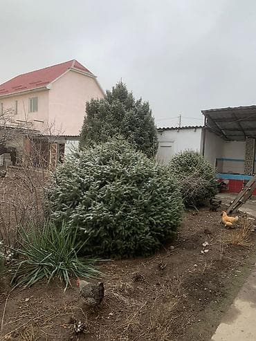 карликовая ель: Саженцы деревьев: Ели, Самовывоз, Платная доставка — 2