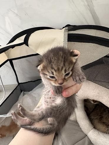 кара балта кошки: 11 месяцев, Девочка, Приучена к лотку, Проглистована — 4