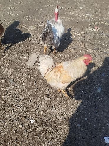 Лошади, кони: Продаю | Куры | Для разведения — 3