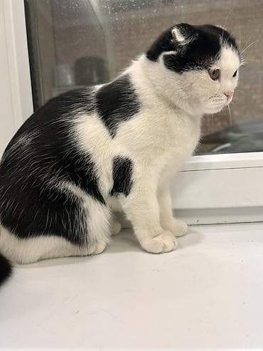 Рыбы: Скотиш Фолд (Шотландская вислоухая), 9 месяцев, Девочка, Биколор, Приучена к лотку — 3