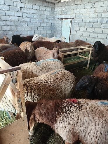 Продаю | Овца (самка) | Для разведения