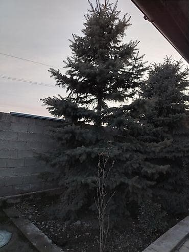 Ель голубая (Picea pungens), зрелое декоративное дерево для сада и