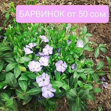 меняю варианты: Садовые многолетники в ассортименте. Собственного выращивания. Все — 7