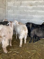 декоротивные куры: Продаю | Коза (самка) | Полукровка | Для разведения — 6