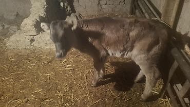 коровы ленинское: Продаю | Тёлка, Музоо, торпок | Швицкая | Для разведения | Не стельные, Искусственник — 5