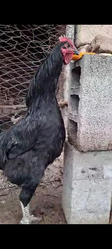 рыбы в кыргызстане: Продаю | Петух | Для разведения — 4