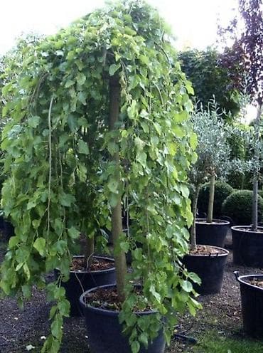 купить зонтик от солнца: Плакучая шелковица (Morusalba/ nigra, форма Pendula) в контейнере. - — 1