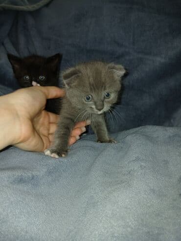 животные котенок: Котята от домашних кошек. Описание: - Родители: короткошёрстные — 9