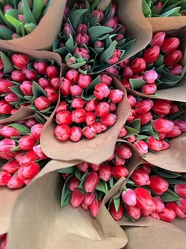 луковица тюльпаны: Тюльпаны оптом только до 6марта ! Свежие хрустящие сортовые — 5