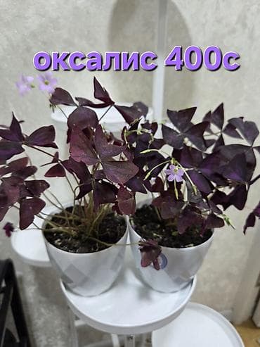 Комнатные растения в горшках. 1) Оксалис (фиолетовый триколор) - at lalafo.kg Комнатные растения в горшках. 1) Оксалис (фиолетовый триколор) -