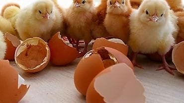 жумуртка: Сатам | Инкубацияланган жумурткалар — 2