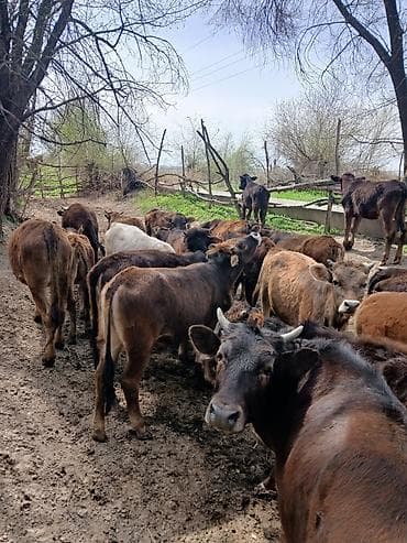 телочки бычки: Продаю | Тёлка — 4