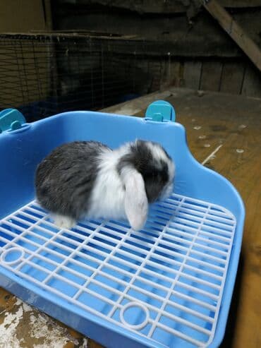 декоративные корсеты бишкек: Карликовые барашки разных расцветов. очень дружелюбные быстро — 10