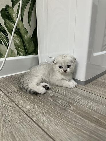 кошка шиншилла: Шотландские котята серебристого окраса (шиншилла/серебро) Котятам 2,5 — 4