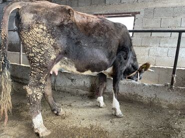 сколько стоит корова дойная: Продаю | Корова (самка) | Алатауская | Для разведения, Для молока | Племенные, Стельные — 7