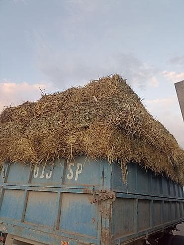 Продам Тюк! Ералаш камыш ячмень солома! 120сом Г Кара-балта? — 1