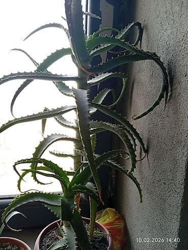 аквариумы дешево: Распродажа комнатных цветов! Сенсевиерии отростки от150с.! в горшках — 7