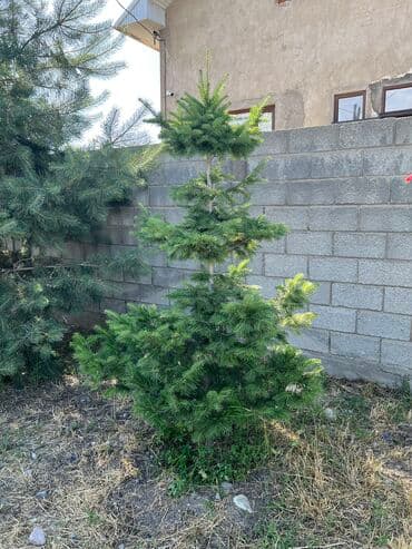 где можно купить саженцы яблони в бишкеке: Көчөттөр дарактардын: Карагайлар, Өзү алып кетүү — 2